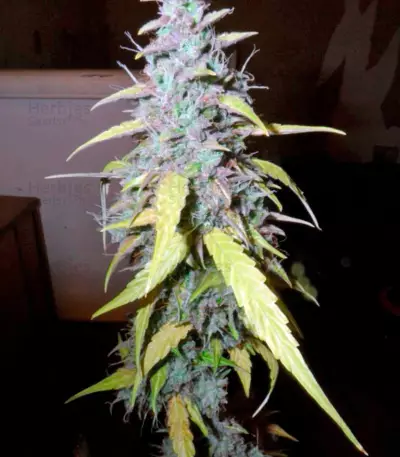 Auto Northern Lights (Pyramid Seeds)