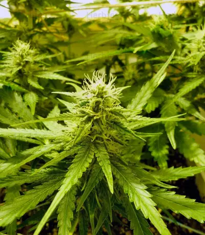 Auto Super Hash (Pyramid Seeds)