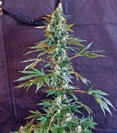 Beyond the Brain Seeds