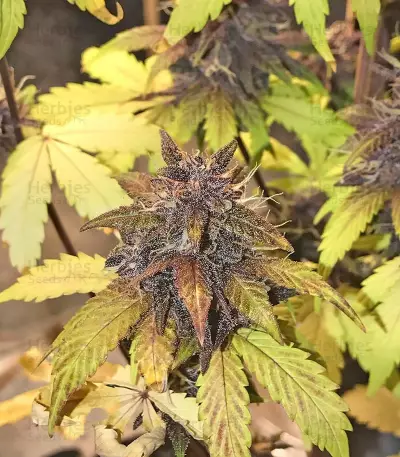 Blackberry Seeds
