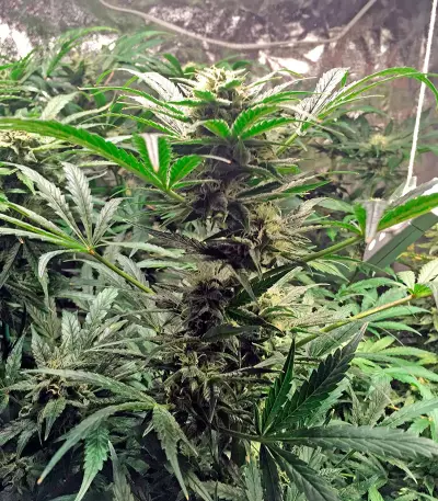 Bubba Cheese Auto strain