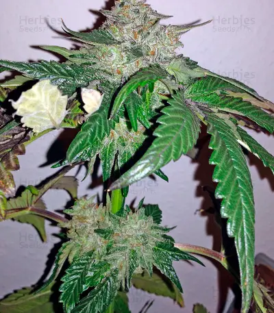 Semi femminizzati di Caramel Kush