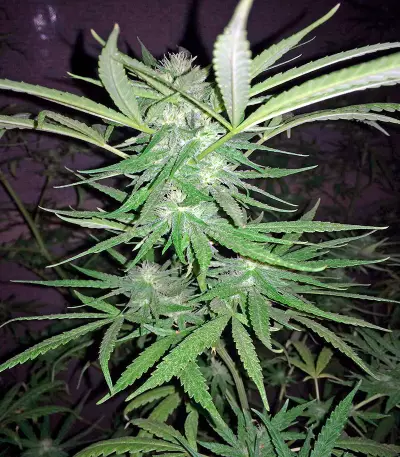 Critical Cheese Seeds