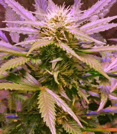 Semi femminizzati Lemon OG Haze