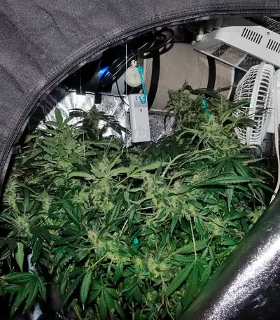 Semi femminizzati Moby Dick CBD