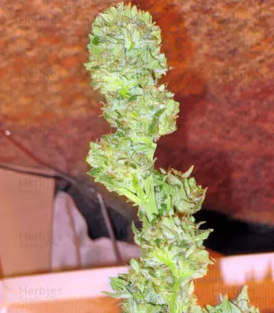 Semillas feminizadas Trainwreck