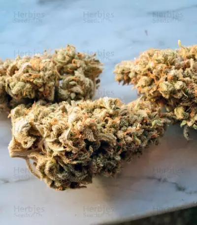 Big Foot feminized seeds