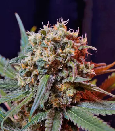 Green Poison F1 Fast Version feminized seeds
