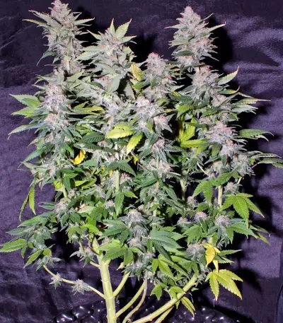 Ice Cool (Sweet Seeds)