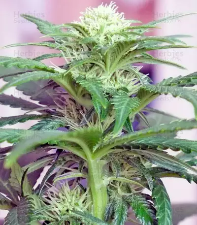 Ladyburn 1974 Seeds