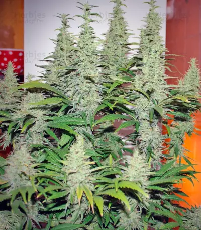 Ladyburn 1974 Seeds