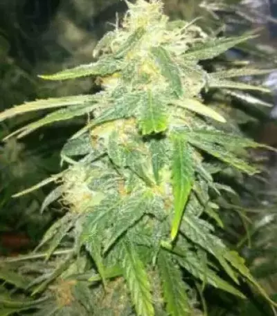 Auto Speed Bud feminized seeds