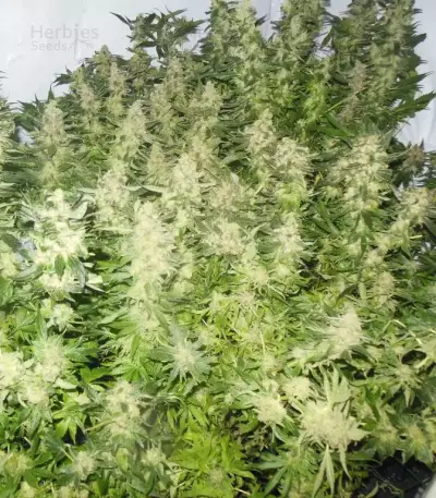 Mother Gorilla (Royal Madre) Seeds