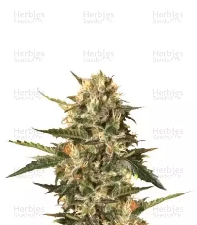 Mother Gorilla (Royal Madre) (RQS)