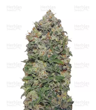 Northern Lights (00 Seeds)