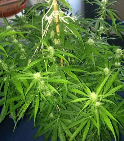 2 Fast & 2 Vast Auto Seeds