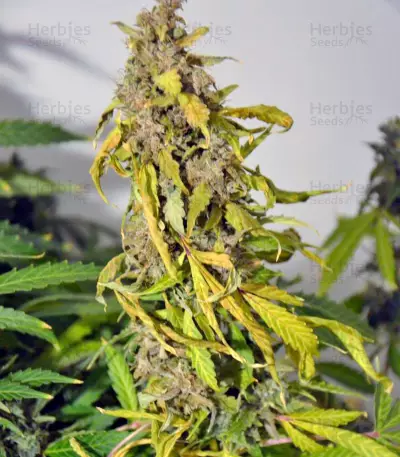 Auto Amnesia Gold Seeds