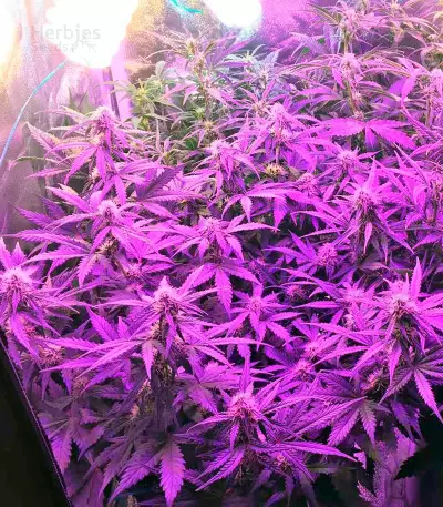 Auto Bubble Gum Seeds