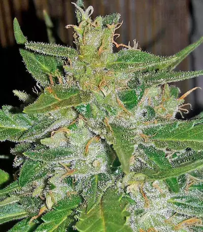 Auto White Widow Seeds (00 Seeds)