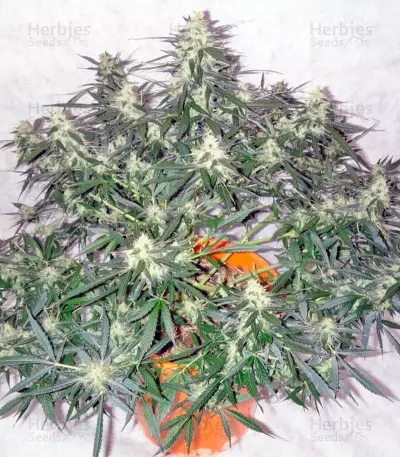 Auto Whiteberry (Paradise Seeds)