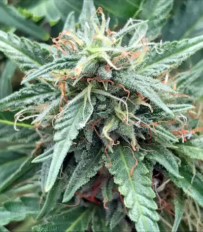 Blue Critical Autoflowering Seeds