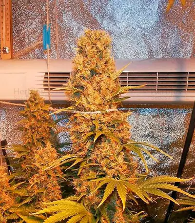 Blue Thai Seeds