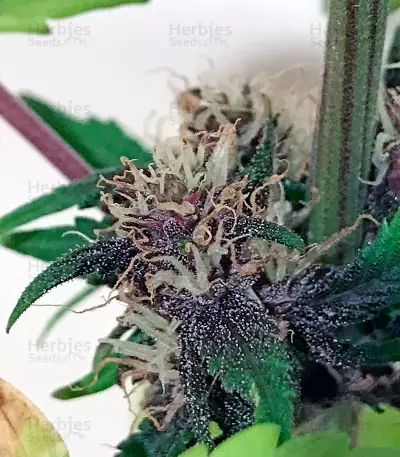 Buddha Purple Kush Auto feminized seeds