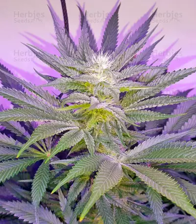 Dr. Greenthumb’s Em-Dog by B-Real Seeds