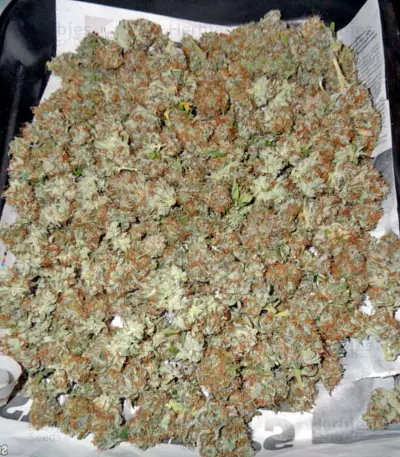 Graines de cannabis Mazar X Great White Shark (World of Seeds)