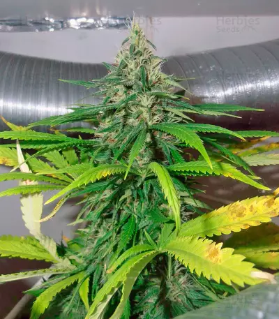 Mazar Seeds