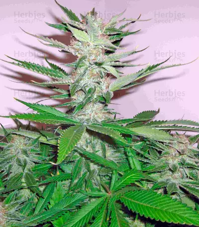 Smile Max Auto (Kannabia Seeds)