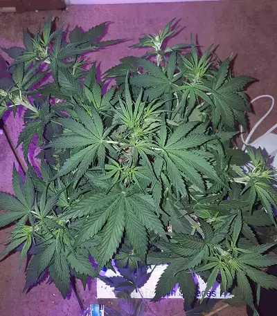 Tangie'matic Auto Seeds