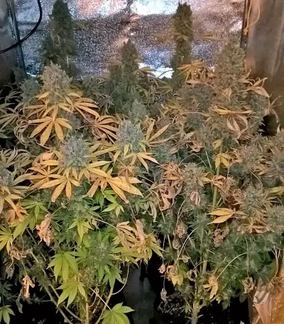 Warlock Regular seeds