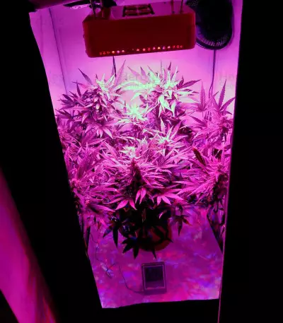 Semillas feminizadas Black Jack Auto (Sweet Seeds)