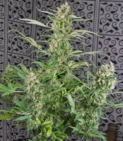 Crystal Candy Auto Seeds