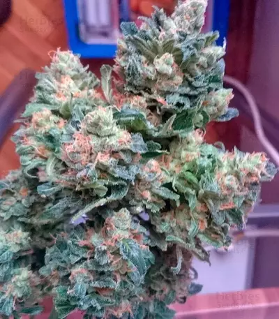 Fast Bud #2 Auto feminized seeds