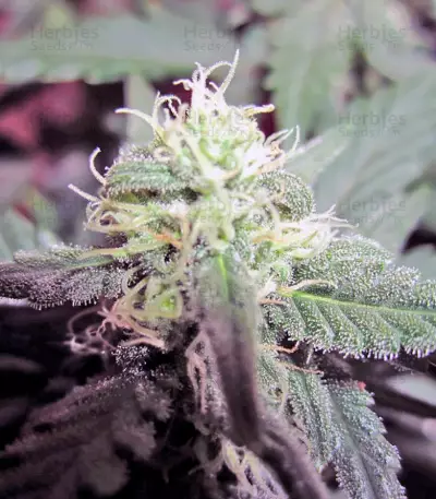 Green Poison Auto (Sweet Seeds)