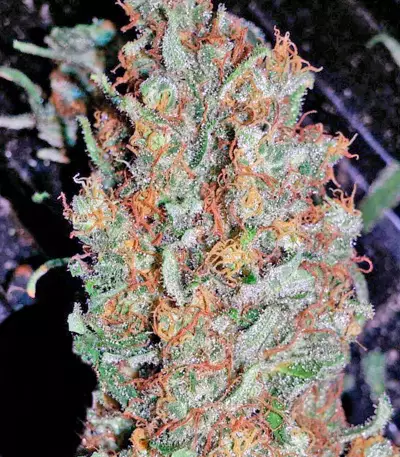 Red Dragon Seeds