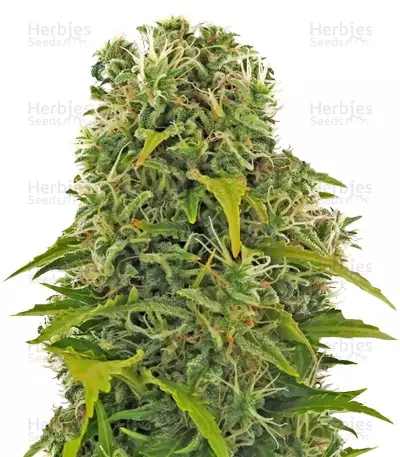 Graines de cannabis High Density Auto (Heavyweight Seeds)