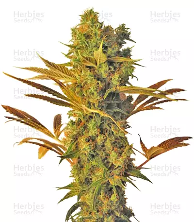 Graines de cannabis Hammershark (Resin Seeds)