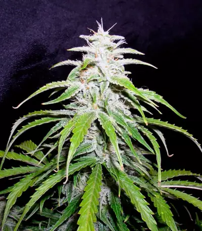 Speed Devil #2 Auto feminized seeds