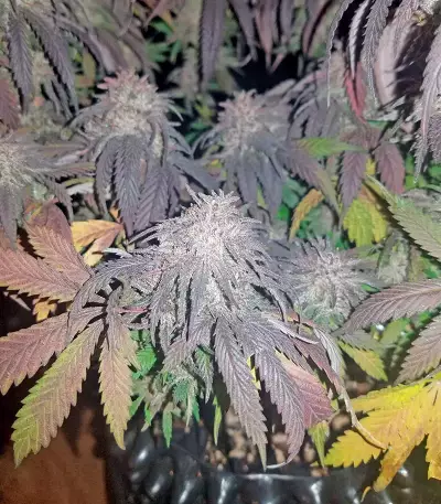 Amherst Sour Diesel (Humboldt Seeds Organization)