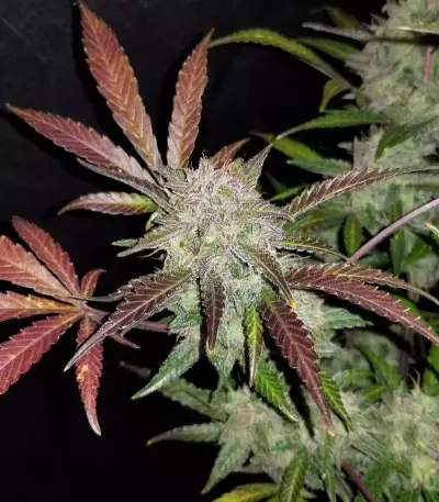 Cream Cookies Auto Seeds