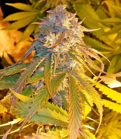 Semi femminizzati Purple Afghan Kush
