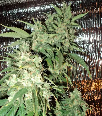 AK-47 Seeds