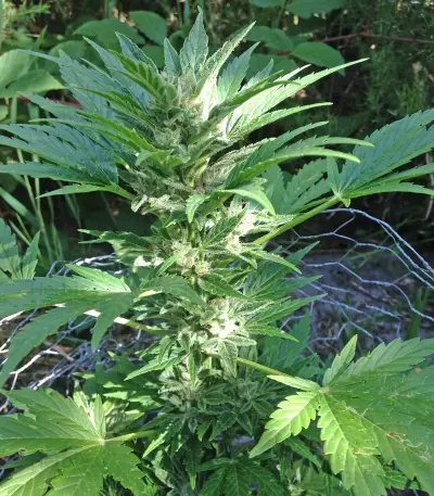 Auto Haze feminized seeds