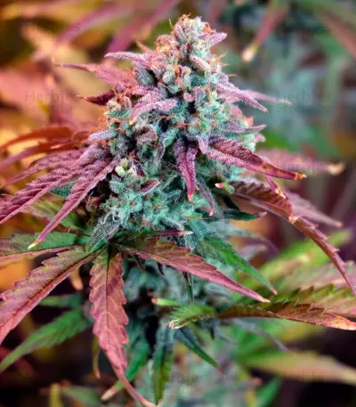 Auto Night Queen Seeds