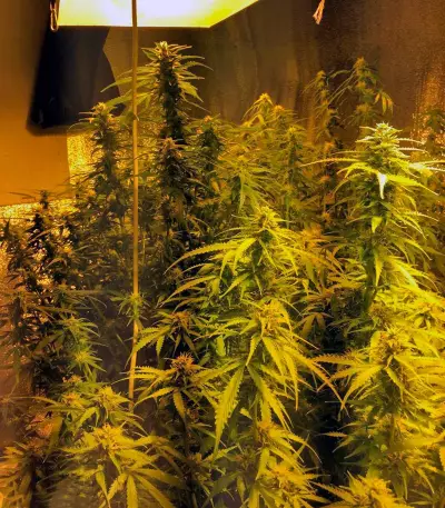Auto Tutankhamon strain