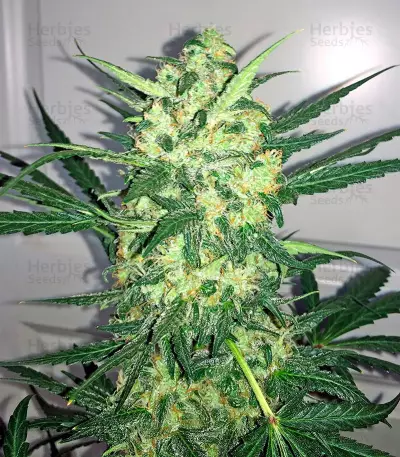 Blue Kush strain