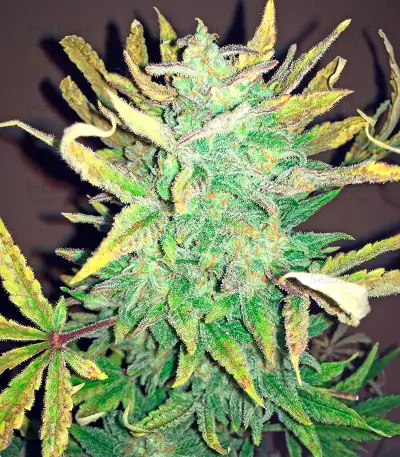 Bubba Cheese Auto strain